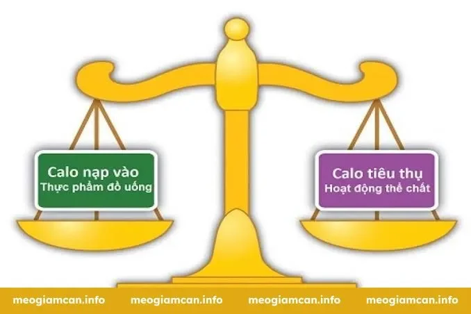 Calo Là Gì Và Tại Sao Nó Quan Trọng Khi Giảm Cân?